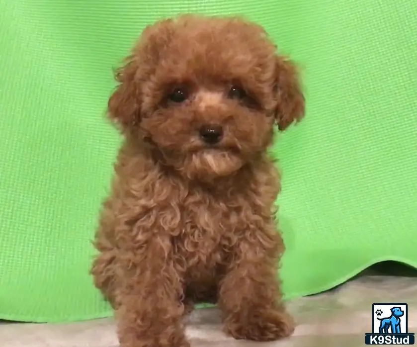 Maltipoo